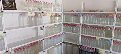 عکس گلاب گیری سنتی نسیم