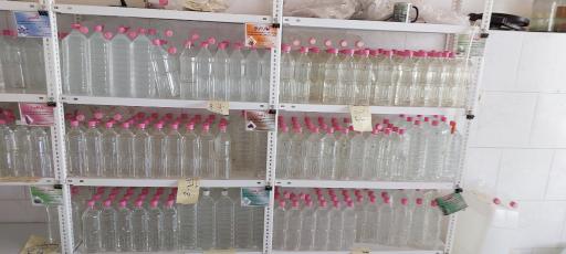 عکس گلاب گیری سنتی نسیم