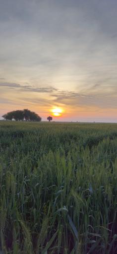 عکس هندیجان