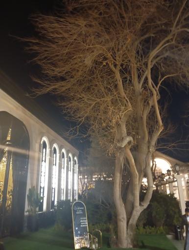 عکس باغ تالار تک درخت