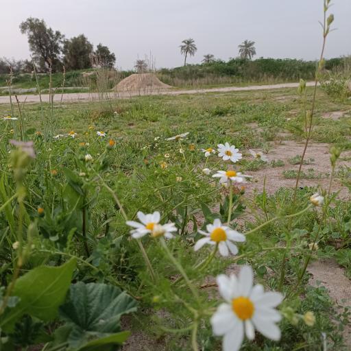 عکس تفرجگاه عمومی باغ پایینی