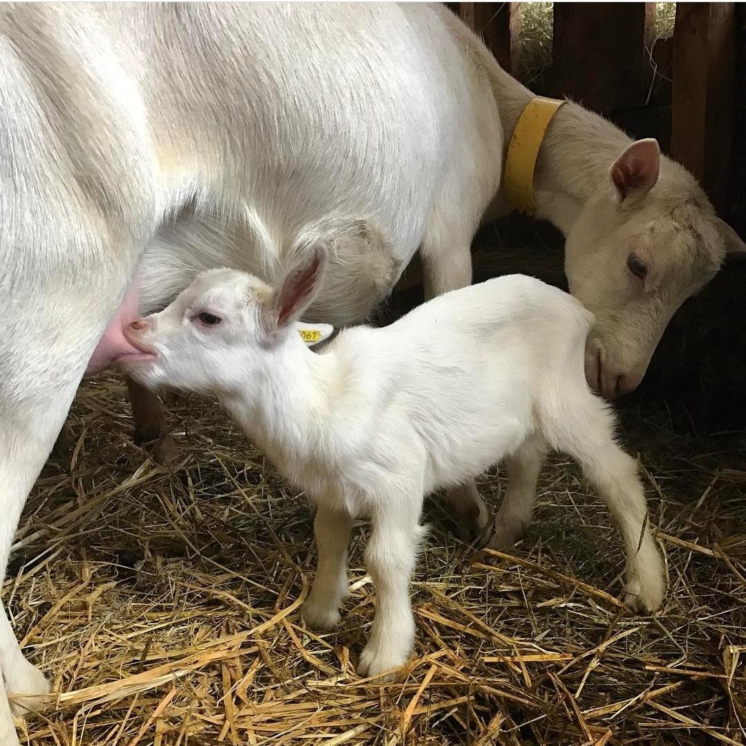 عکس دامپروری علیزاده