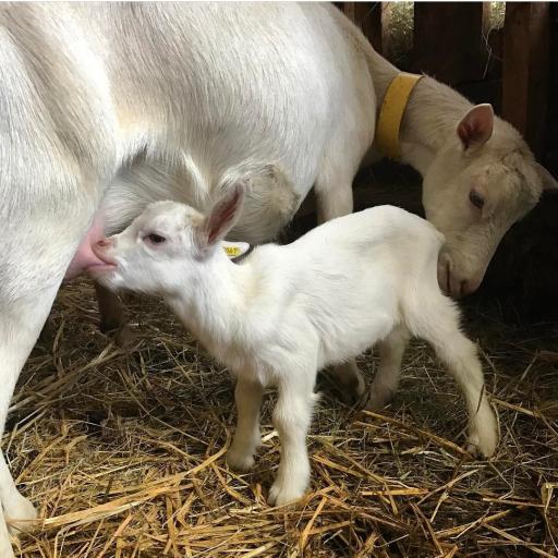 عکس دامپروری علیزاده