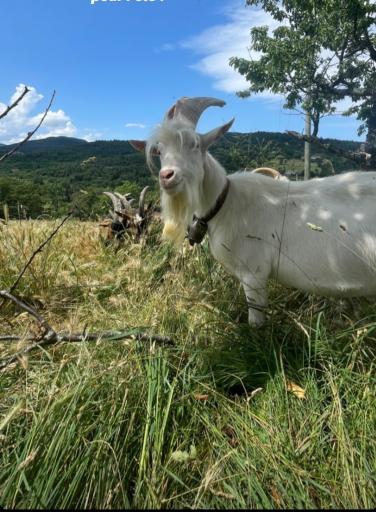 عکس دامپروری علیزاده