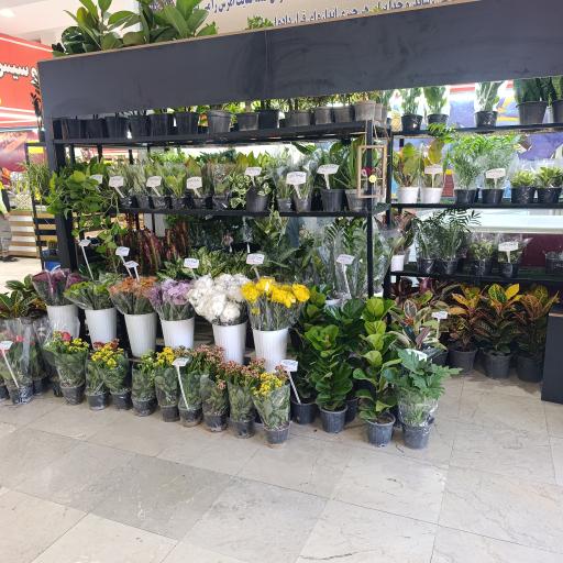 عکس دهکده گل و گیاه گل اینجا