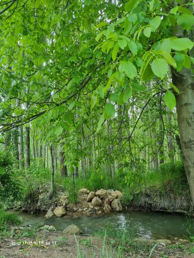 عکس چشمه و تفرجگاه کفشینه