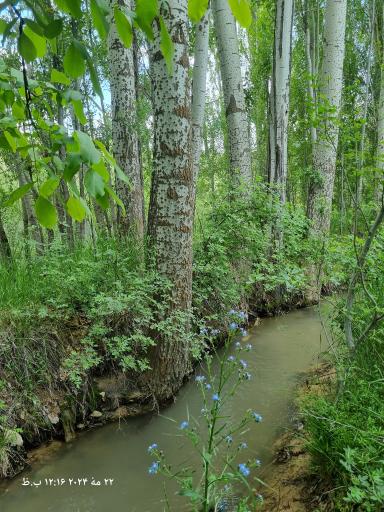 عکس چشمه و تفرجگاه کفشینه
