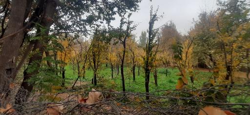 عکس باغ پونه