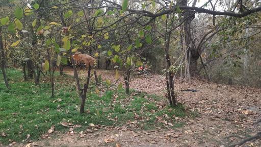 عکس باغ پونه