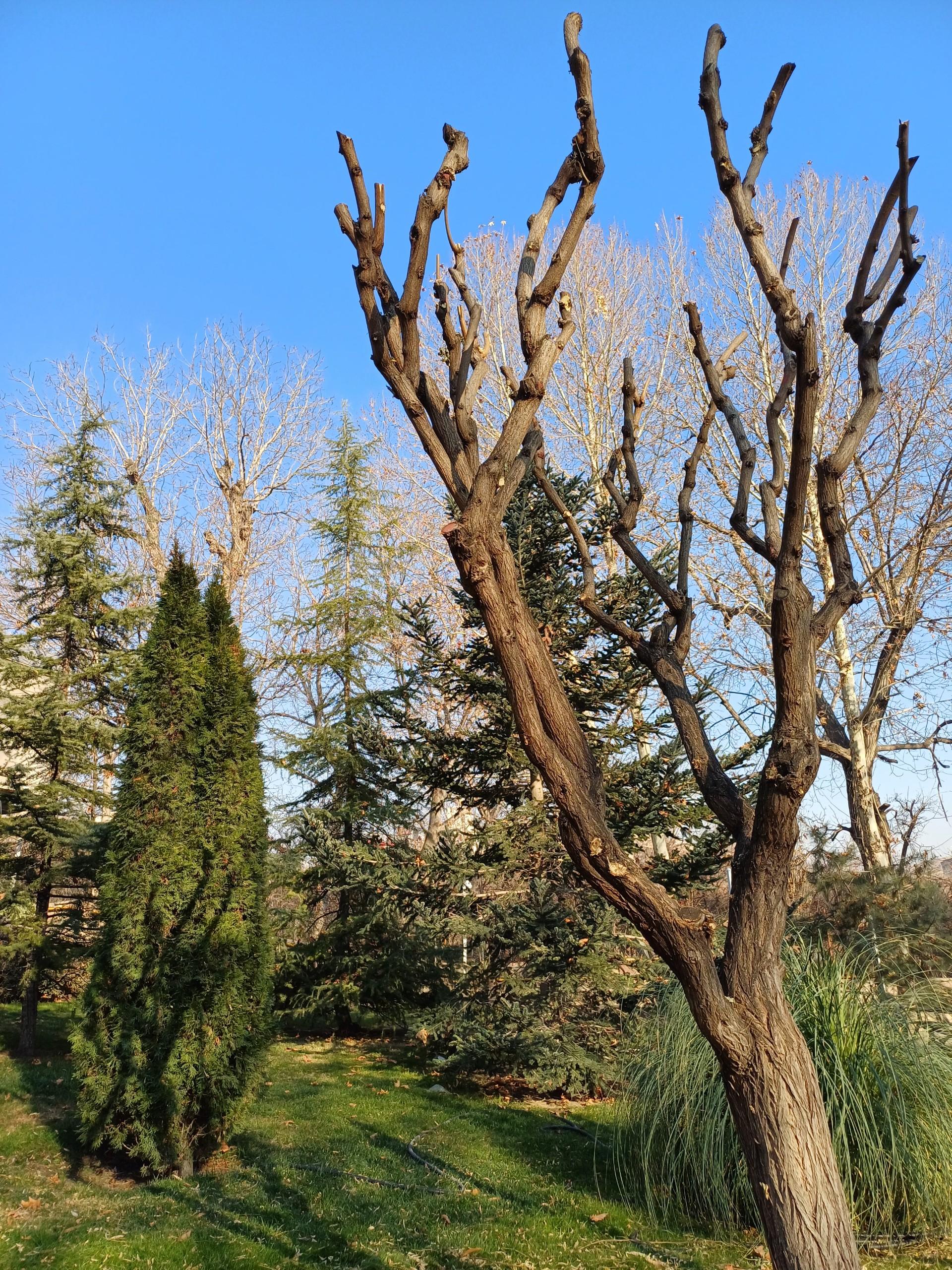 عکس باغ پونه