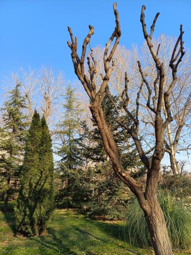 عکس باغ پونه