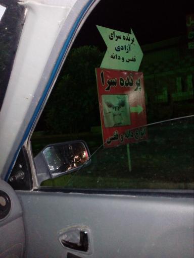 عکس پرنده سرا فروش پرنده