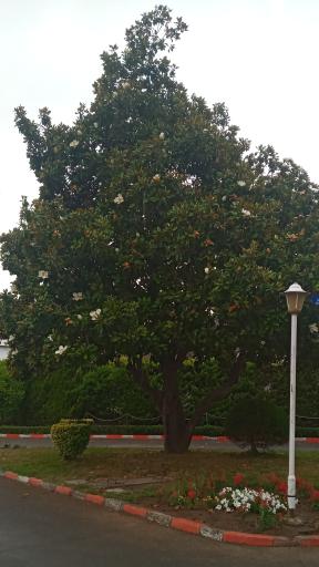 عکس مجتمع مسکونی دهکده ساحلی