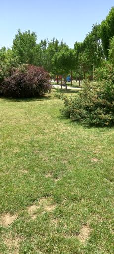 عکس بوستان گل مریم