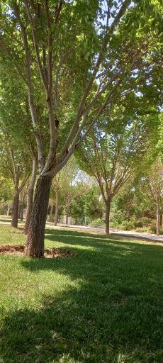 عکس بوستان گل مریم