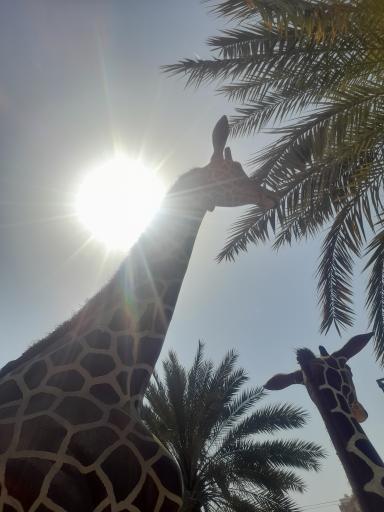 عکس باغ وحش مصنوعی ساوانا