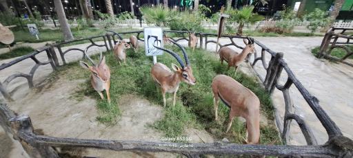 عکس باغ وحش مصنوعی ساوانا