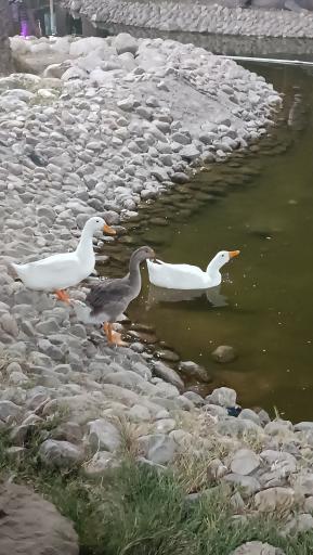 عکس باغ وحش مصنوعی ساوانا