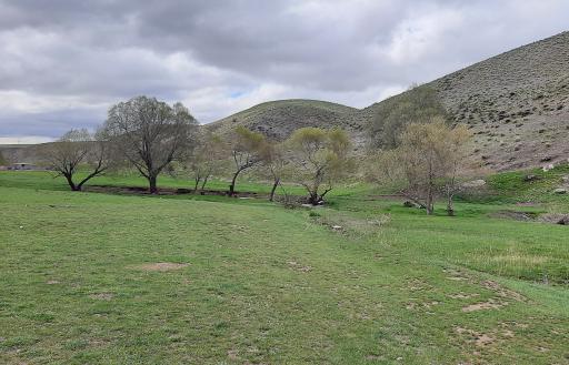 عکس پیر محمود