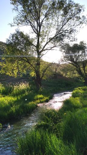 عکس پیر محمود