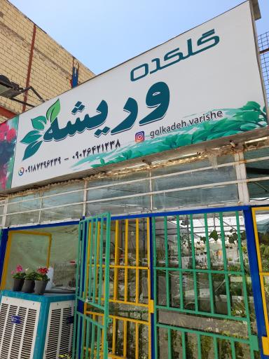 گلکده وریشه