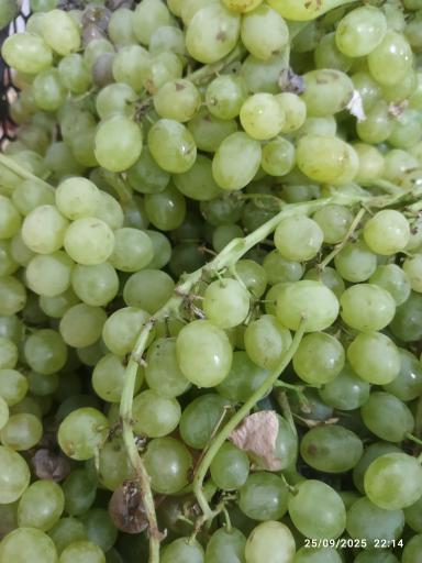 میوه فروشی کریمی