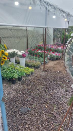 عکس گلخانه گل روی تو