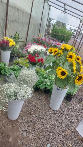 عکس گلخانه گل روی تو