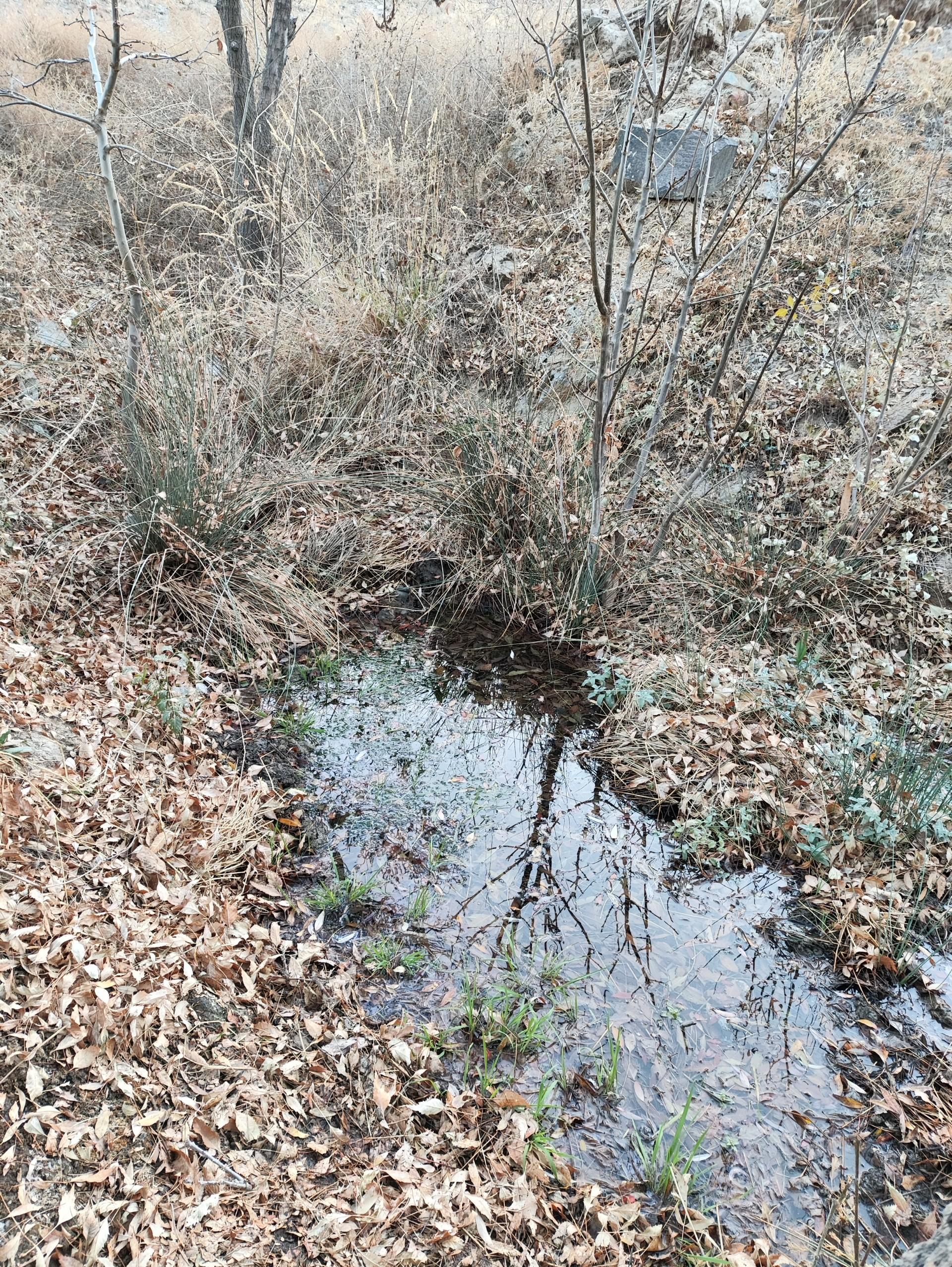 عکس چشمه کلاته پسته