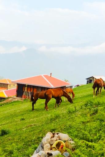 عکس سوئه چاله
