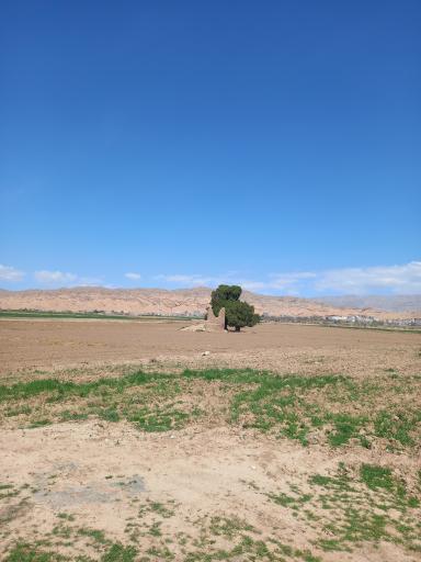 عکس درخت سرو کهن سال کبوترخانه 