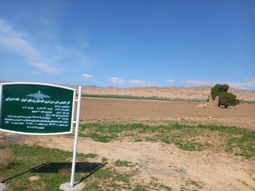 عکس درخت سرو کهن سال کبوترخانه 