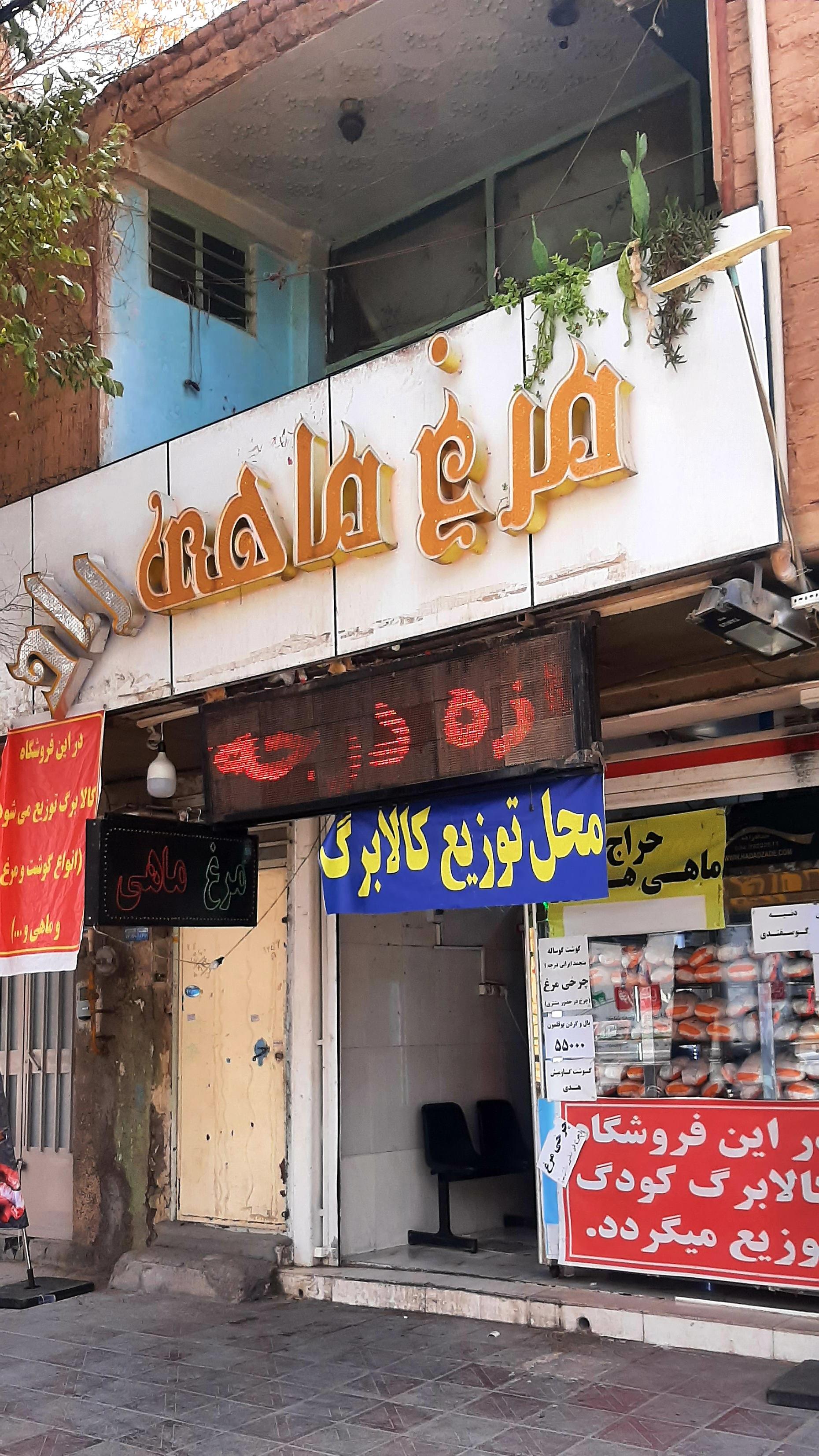 عکس مرغ و ماهی راد