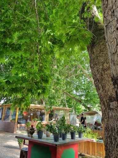 عکس سفره خانه سنتی دومیلون