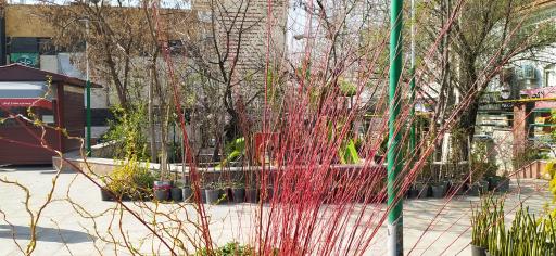 عکس بازار میوه و تره بار هروی