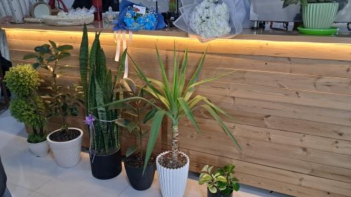 عکس کافه جاودانه