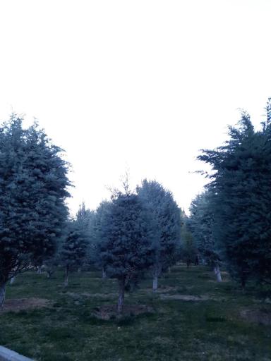 عکس بوستان جهاد