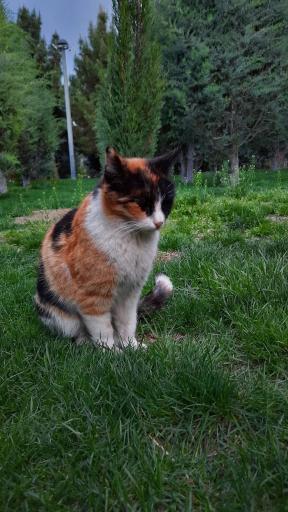 عکس بوستان جهاد