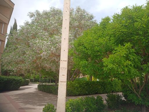 عکس بوستان سوره