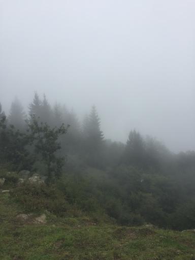 عکس جنگل مازیچال