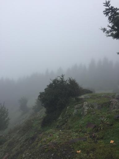 عکس جنگل مازیچال
