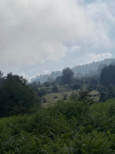 عکس جنگل مازیچال