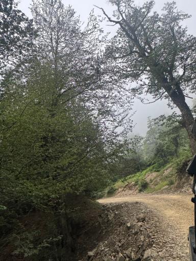 عکس جنگل مازیچال