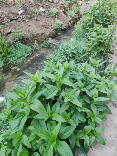 عکس رودخانه