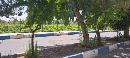 عکس باغ اصلاح نژاد انگور اداره کشاورزی ورامین