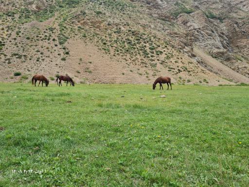 عکس نمارستاق