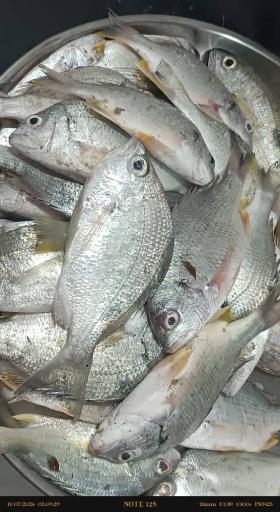 عکس ماهی فروشی عرب