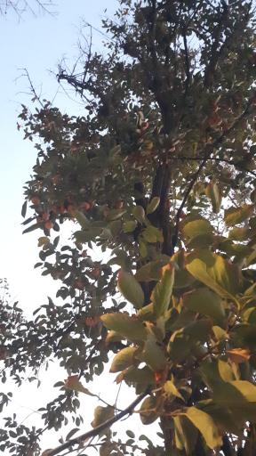 عکس پارک خانواده خلیج فارس