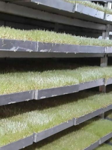 عکس سمنو سنتی موسوی شعبه ۲