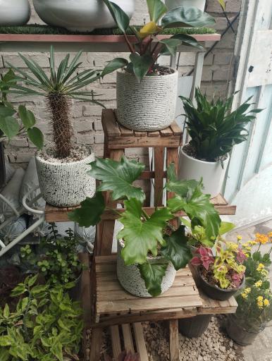 عکس گل فروشی